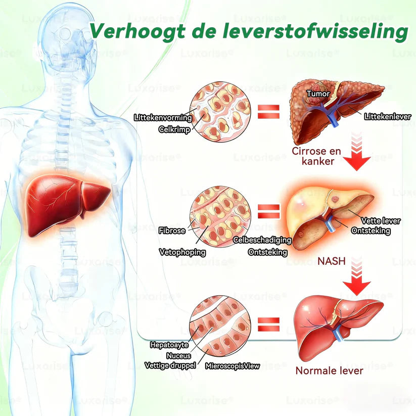 Luxarise® Moringa + Berberine Pleister • Zichtbaar resultaat